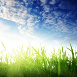 Sky and grass