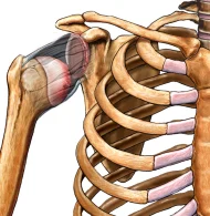 Shoulder Instability, What does it mean?